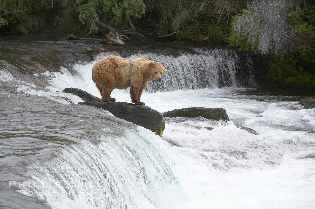 Brown bear (grizzly bear)., Ursus arctos, natural history stock photograph, photo id 17332