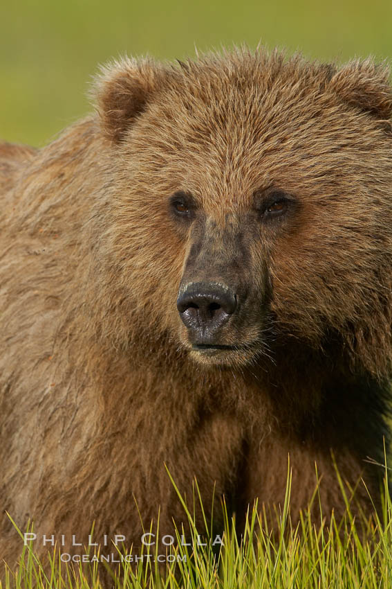 Portrait of a young brown bear, pausing while grazing in tall sedge grass.  Brown bears can consume 30 lbs of sedge grass daily, waiting weeks until spawning salmon fill the rivers. Lake Clark National Park, Alaska, USA, Ursus arctos, natural history stock photograph, photo id 19135