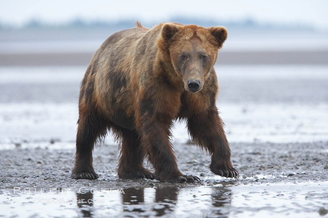 Mature male coastal brown bear boar waits on the tide flats at the mouth of Silver Salmon Creek for salmon to arrive. Grizzly bear, Ursus arctos, Lake Clark National Park, Alaska