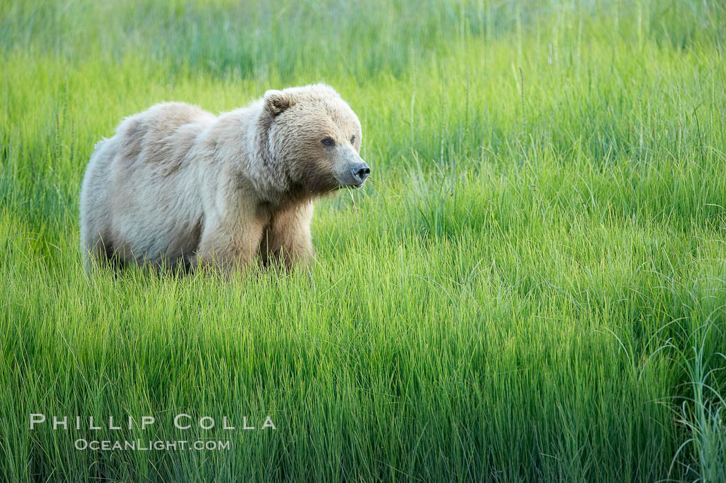 Coastal brown bear in meadow.  The tall sedge grasses in this coastal meadow are a food source for brown bears, who may eat 30 lbs of it each day during summer while waiting for their preferred food, salmon, to arrive in the nearby rivers. Lake Clark National Park, Alaska, USA, Ursus arctos, natural history stock photograph, photo id 19166