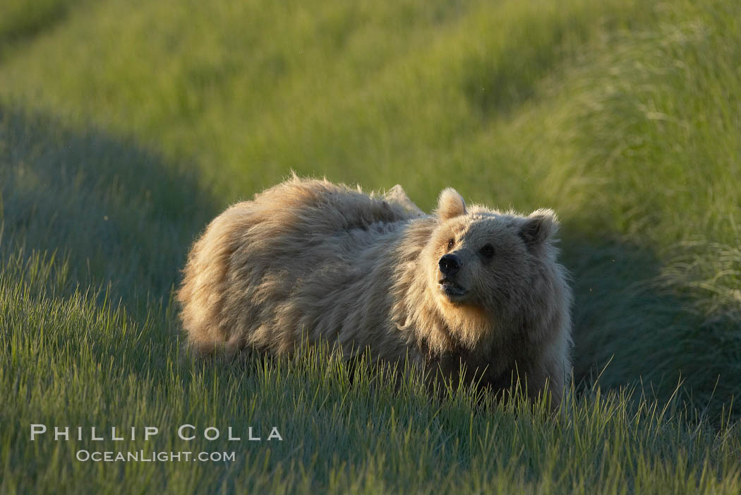Young coastal brown bear in sedge grass meadow. Lake Clark National Park, Alaska, USA, Ursus arctos, natural history stock photograph, photo id 19170