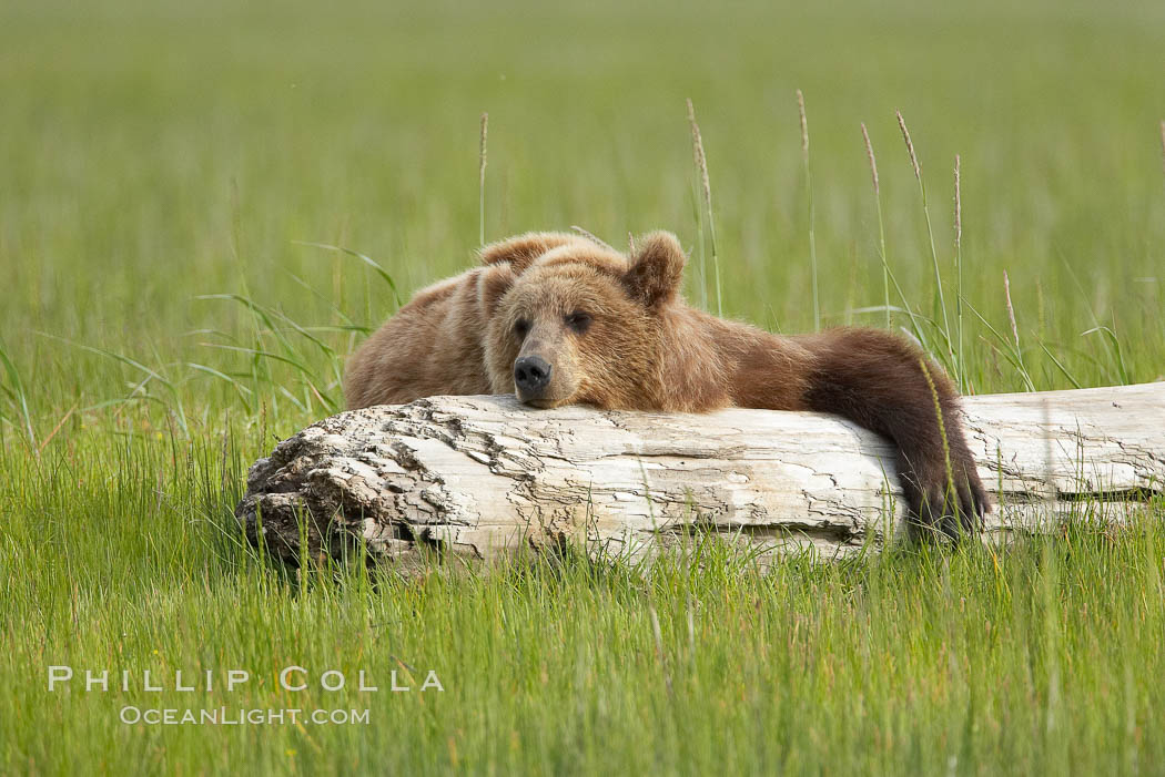 Lazy grizzly bear naps on a log, surrounding by the grass sedge grass that is typical of the coastal region of Lake Clark National Park. Alaska, USA, Ursus arctos, natural history stock photograph, photo id 19160