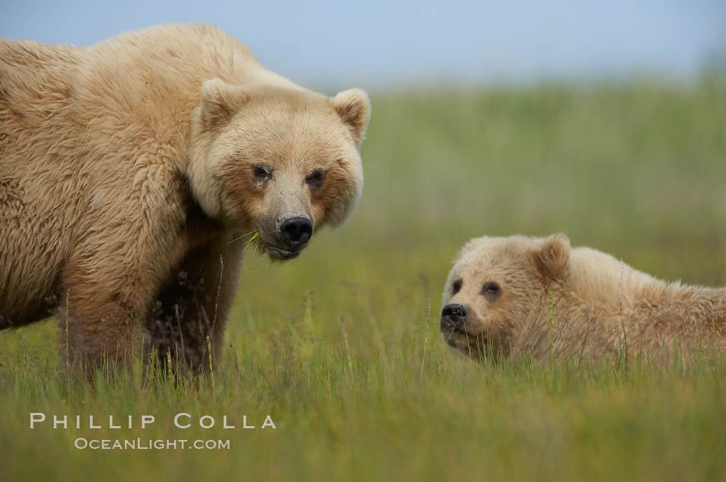 Mother and cub brown bear. Lake Clark National Park, Alaska, USA, Ursus arctos, natural history stock photograph, photo id 19176