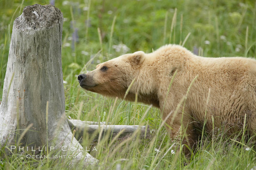 Female brown bear smells a tree stump for the scent of other bears that may be using the meadow in which she is keeping her cubs.  Large adult males pose a threat to her cubs. Lake Clark National Park, Alaska, USA, Ursus arctos, natural history stock photograph, photo id 19179
