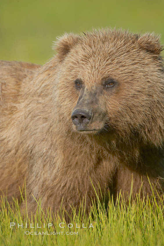 Portrait of a young brown bear, pausing while grazing in tall sedge grass.  Brown bears can consume 30 lbs of sedge grass daily, waiting weeks until spawning salmon fill the rivers, Ursus arctos, Lake Clark National Park, Alaska