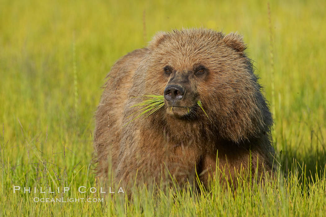 Young brown bear grazes in tall sedge grass.  Brown bears can consume 30 lbs of sedge grass daily, waiting weeks until spawning salmon fill the rivers. Lake Clark National Park, Alaska, USA, Ursus arctos, natural history stock photograph, photo id 19173