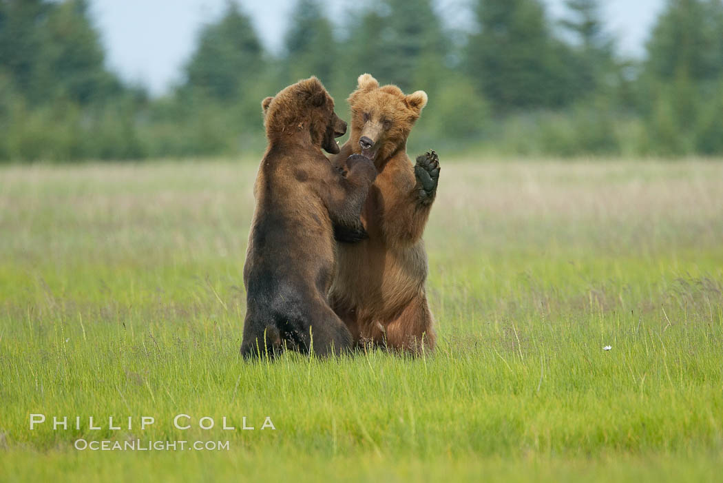 Brown bears fighting or sparring.  These are likely young but sexually mature males that are simply mock fighting for practice. Lake Clark National Park, Alaska, USA, Ursus arctos, natural history stock photograph, photo id 19177