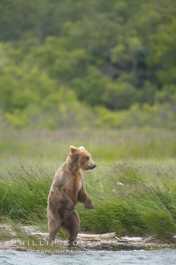 Brown bear walks through the marsh that edges Brooks River. Katmai National Park, Alaska, USA, Ursus arctos, natural history stock photograph, photo id 17122