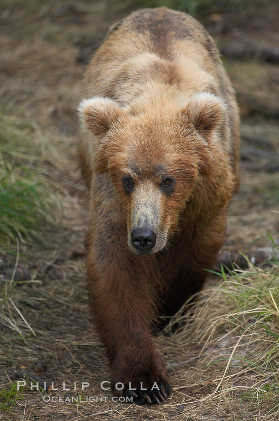 Brown bear (grizzly bear). Brooks River, Katmai National Park, Alaska, USA, Ursus arctos, natural history stock photograph, photo id 17126