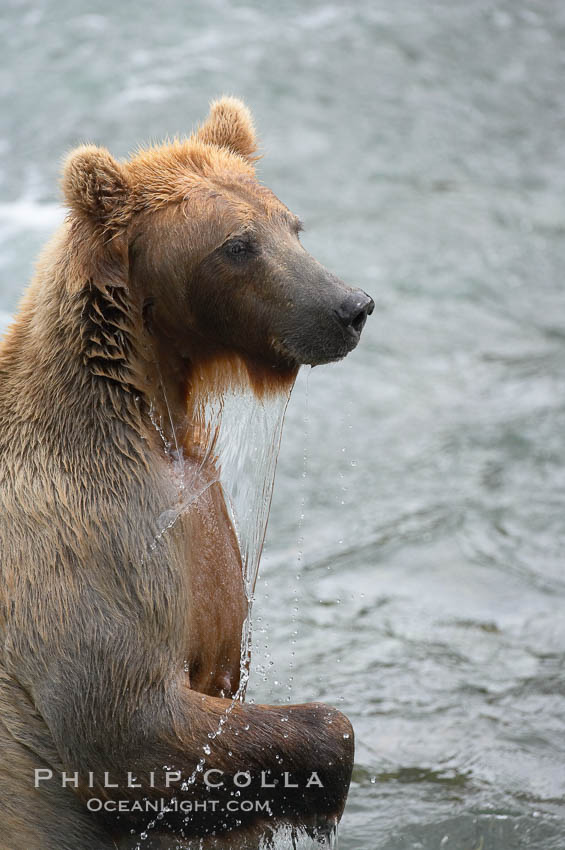 Brown bear (grizzly bear). Brooks River, Katmai National Park, Alaska, USA, Ursus arctos, natural history stock photograph, photo id 17134