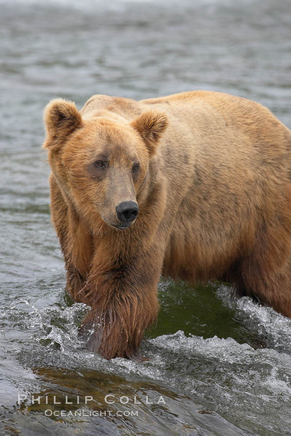Brown bear (grizzly bear). Brooks River, Katmai National Park, Alaska, USA, Ursus arctos, natural history stock photograph, photo id 17138