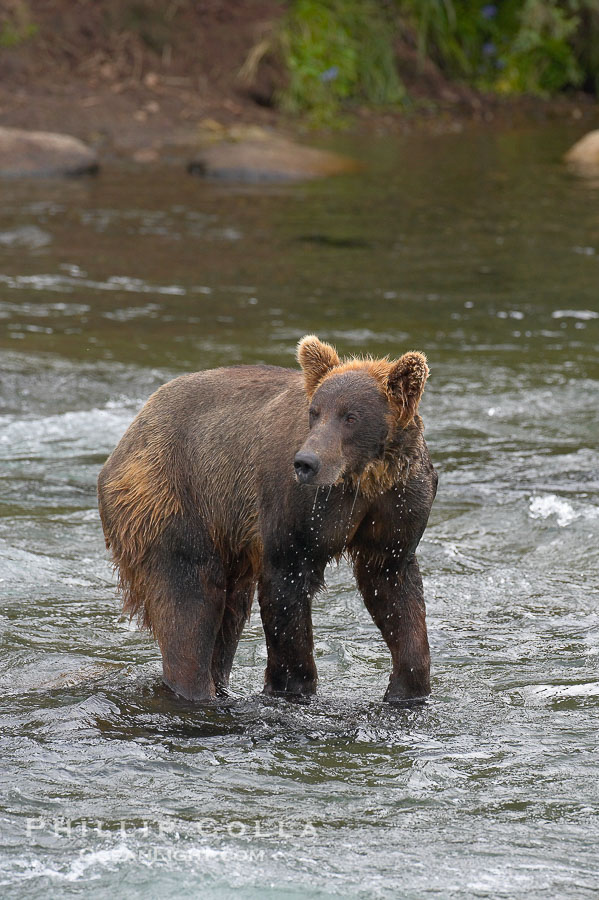 Brown bear (grizzly bear)., Ursus arctos, natural history stock photograph, photo id 17142