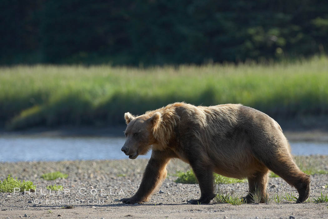 Brown bear paces alongside Silver Salmon Creek. Lake Clark National Park, Alaska, USA, Ursus arctos, natural history stock photograph, photo id 19210