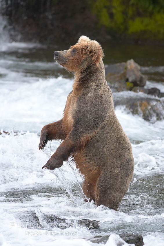 Brown bear (grizzly bear). Brooks River, Katmai National Park, Alaska, USA, Ursus arctos, natural history stock photograph, photo id 17132
