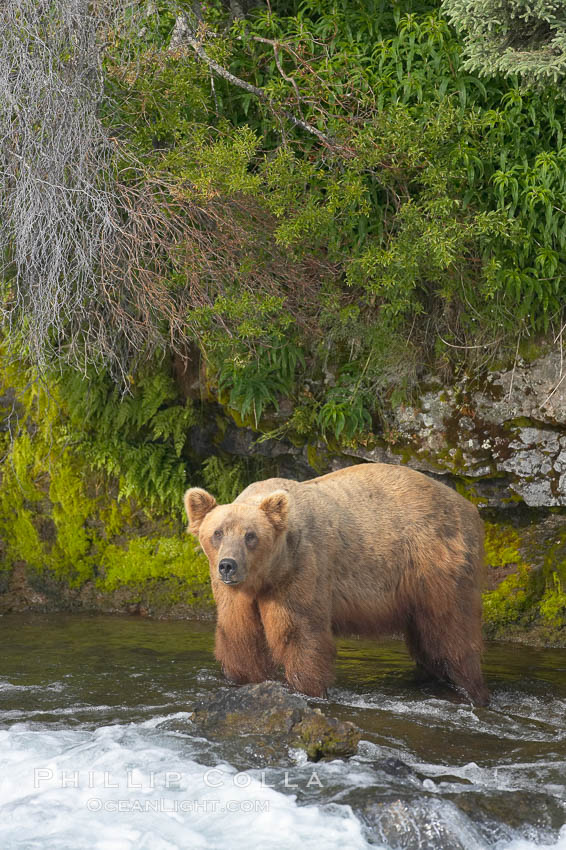 Brown bear (grizzly bear). Brooks River, Katmai National Park, Alaska, USA, Ursus arctos, natural history stock photograph, photo id 17148