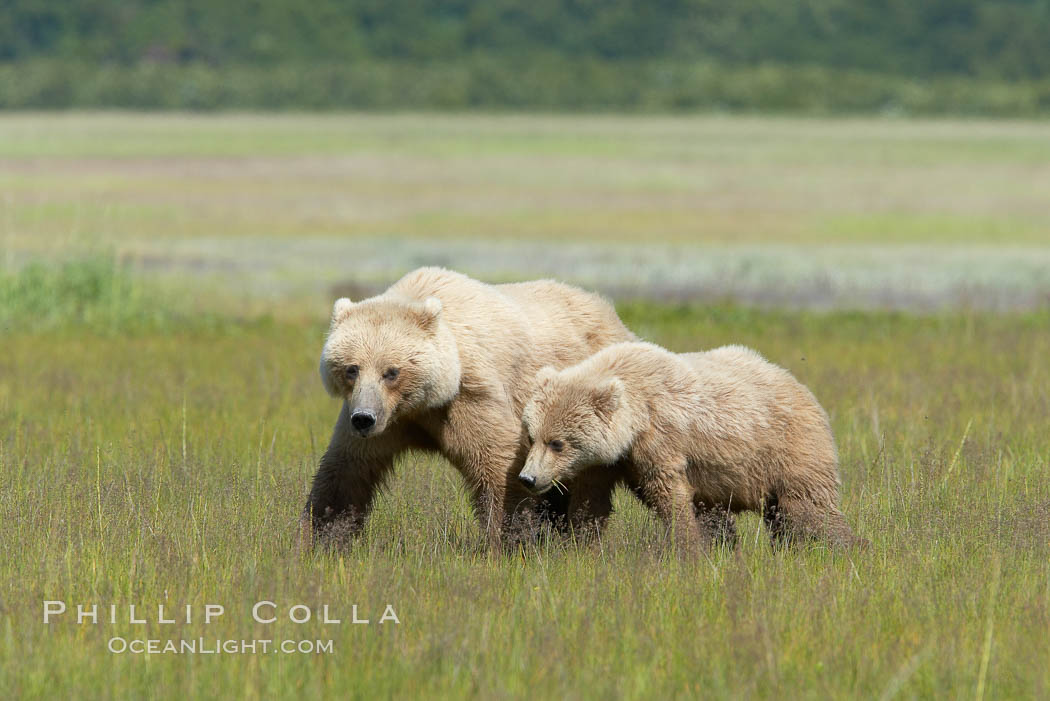 Mother and cub coastal brown bear in sedge grass meadow, Johnson River. Lake Clark National Park, Alaska, USA, Ursus arctos, natural history stock photograph, photo id 19216