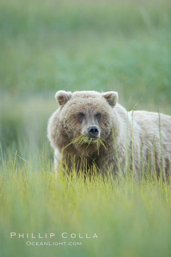 Brown bear grazing on sedge grass.  It may eat up to 30 lbs of sedge grass each day during summer, while waiting for its preferred prey of spawning salmon to arrive. Lake Clark National Park, Alaska, USA, Ursus arctos, natural history stock photograph, photo id 19220
