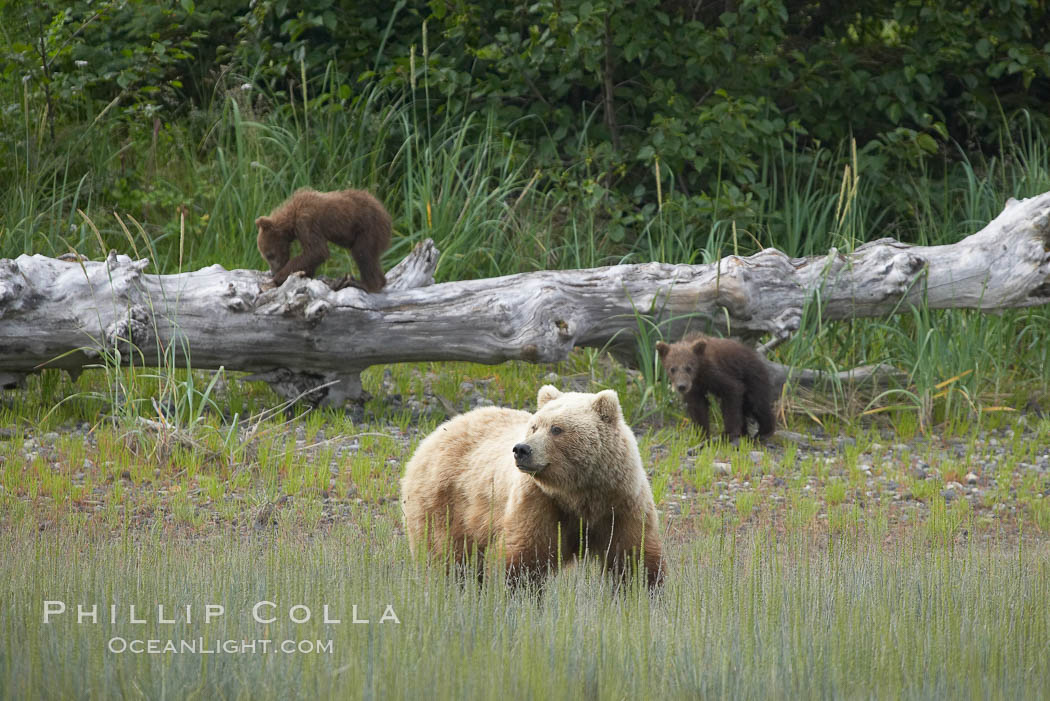 Brown bear female mother sow is on alert for the approach of other bears which may pose a threat to her three small spring cubs. Lake Clark National Park, Alaska, USA, Ursus arctos, natural history stock photograph, photo id 19232
