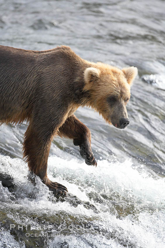 Brown bear (grizzly bear). Brooks River, Katmai National Park, Alaska, USA, Ursus arctos, natural history stock photograph, photo id 17127