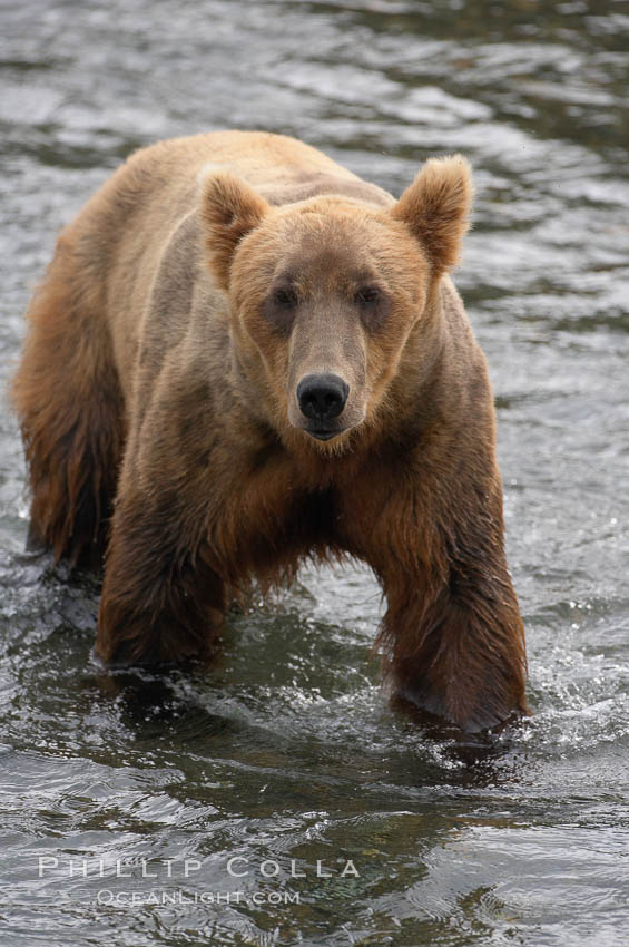 Brown bear (grizzly bear). Brooks River, Katmai National Park, Alaska, USA, Ursus arctos, natural history stock photograph, photo id 17135