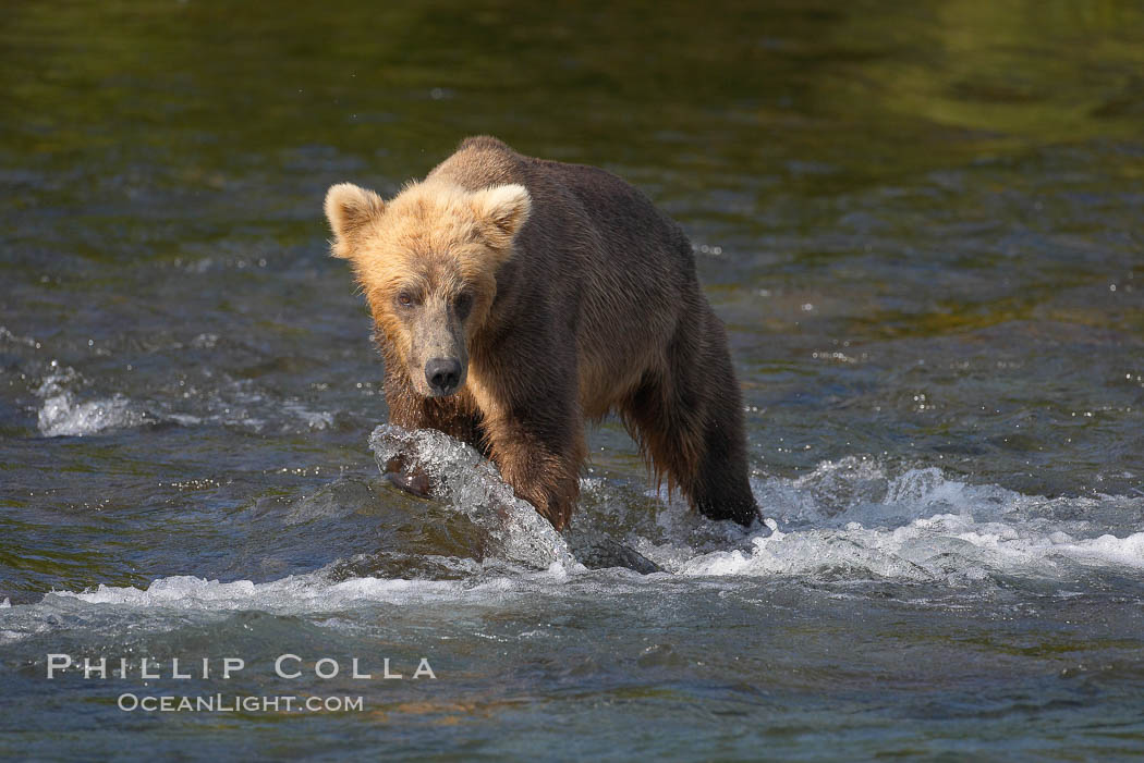Brown bear (grizzly bear). Brooks River, Katmai National Park, Alaska, USA, Ursus arctos, natural history stock photograph, photo id 17143