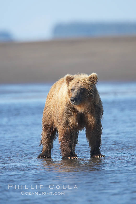 Coastal brown bear forages for salmon returning from the ocean to Silver Salmon Creek.  Grizzly bear. Lake Clark National Park, Alaska, USA, Ursus arctos, natural history stock photograph, photo id 19239