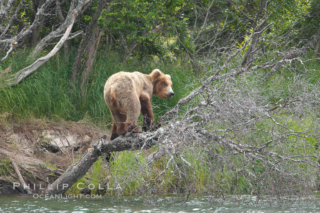 Brown bear climbing a tree overhanging the Brooks River. Katmai National Park, Alaska, USA, Ursus arctos, natural history stock photograph, photo id 17121