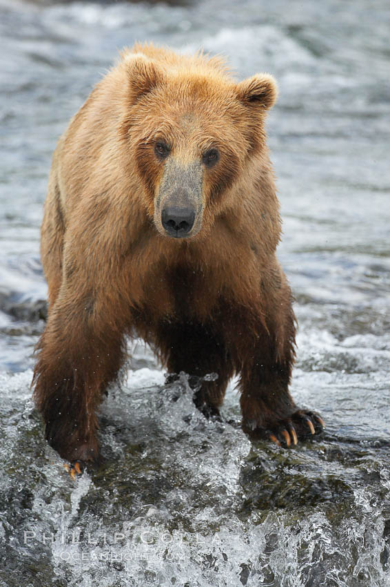 Brown bear (grizzly bear). Brooks River, Katmai National Park, Alaska, USA, Ursus arctos, natural history stock photograph, photo id 17125