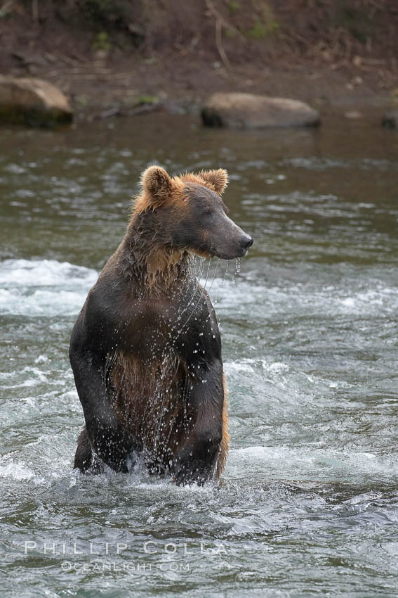 Brown bear (grizzly bear). Brooks River, Katmai National Park, Alaska, USA, Ursus arctos, natural history stock photograph, photo id 17133