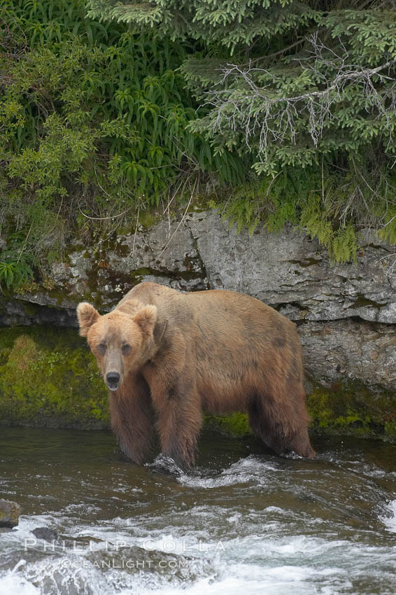 Brown bear (grizzly bear). Brooks River, Katmai National Park, Alaska, USA, Ursus arctos, natural history stock photograph, photo id 17145