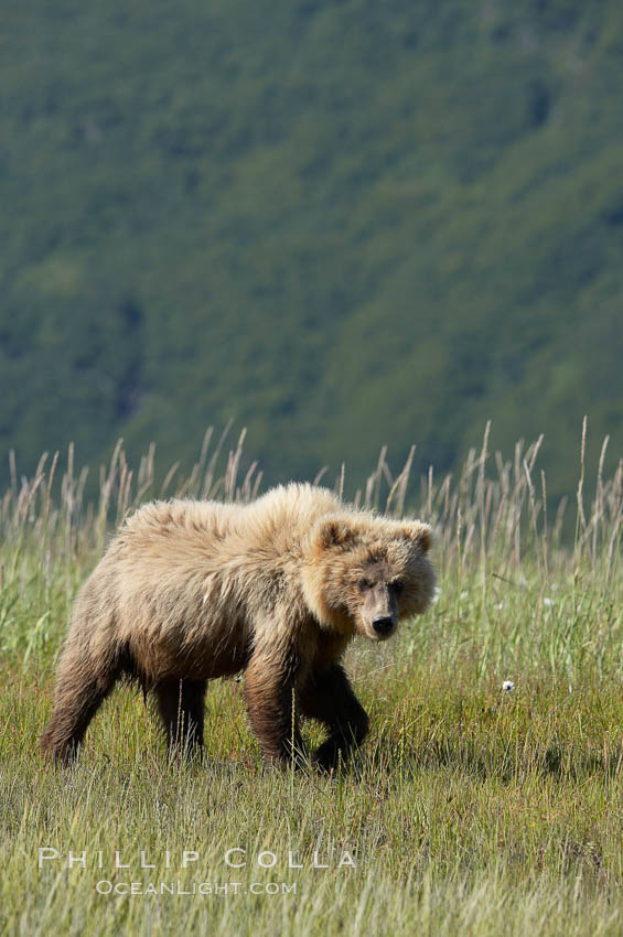 Juvenile coastal brown bear in sedge grass, Johnson River. Grizzly bear. Lake Clark National Park, Alaska, USA, Ursus arctos, natural history stock photograph, photo id 19217