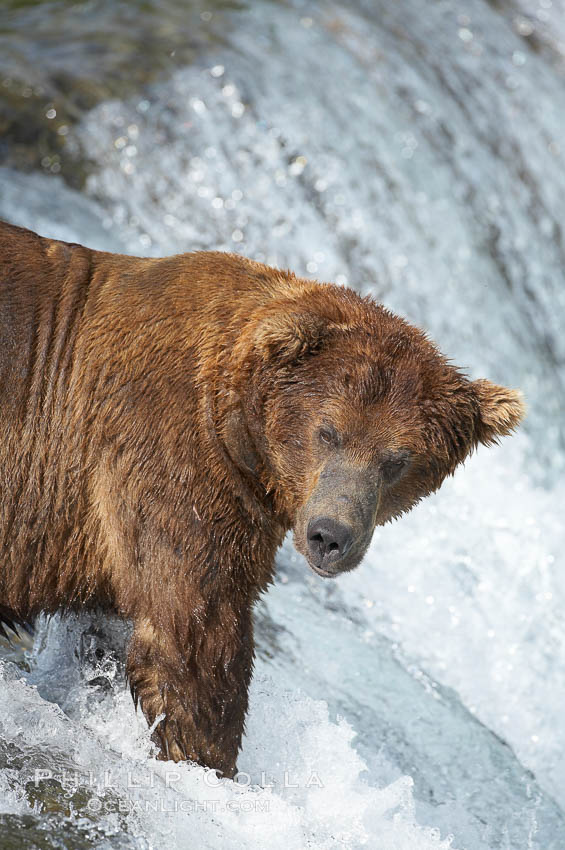 A large, old brown bear (grizzly bear) wades across Brooks River. Coastal and near-coastal brown bears in Alaska can live to 25 years of age, weigh up to 1400 lbs and stand over 9 feet tall. Katmai National Park, USA, Ursus arctos, natural history stock photograph, photo id 17174