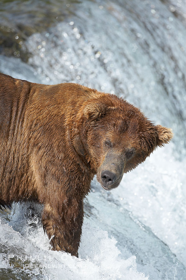 A large, old brown bear (grizzly bear) wades across Brooks River. Coastal and near-coastal brown bears in Alaska can live to 25 years of age, weigh up to 1400 lbs and stand over 9 feet tall., Ursus arctos, natural history stock photograph, photo id 17174