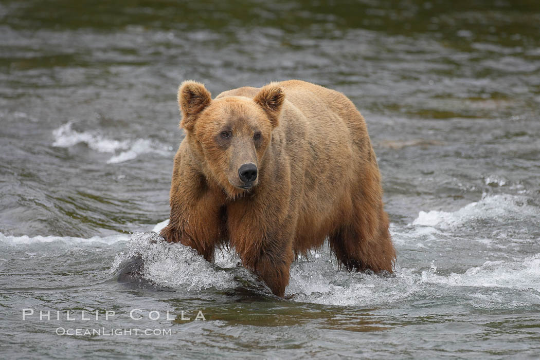 Brown bear (grizzly bear). Brooks River, Katmai National Park, Alaska, USA, Ursus arctos, natural history stock photograph, photo id 17180