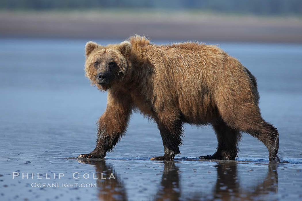 Brown bear walks on tide flats.  Grizzly bear. Lake Clark National Park, Alaska, USA, Ursus arctos, natural history stock photograph, photo id 19136