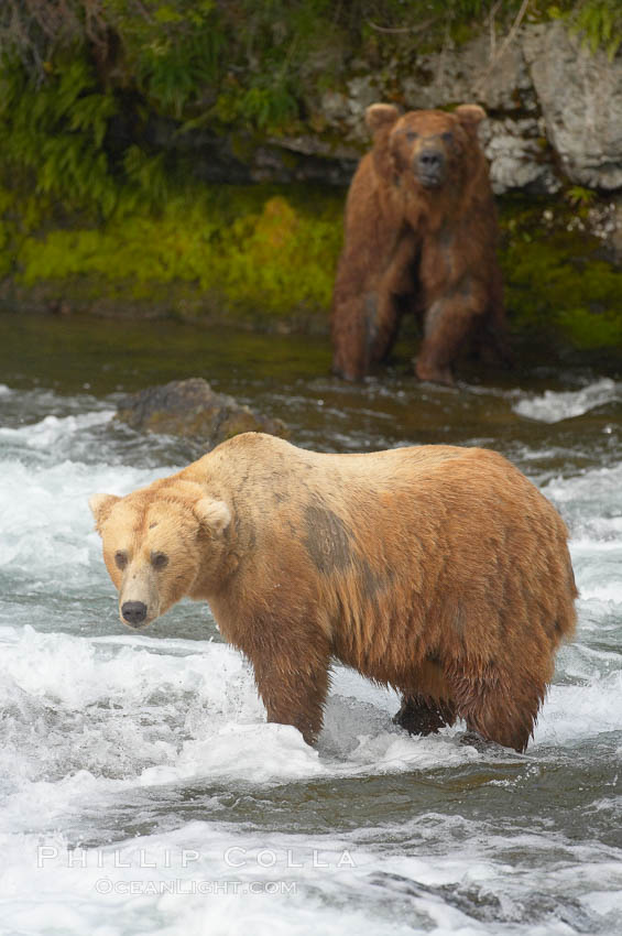 Brown bear (grizzly bear). Brooks River, Katmai National Park, Alaska, USA, Ursus arctos, natural history stock photograph, photo id 17171