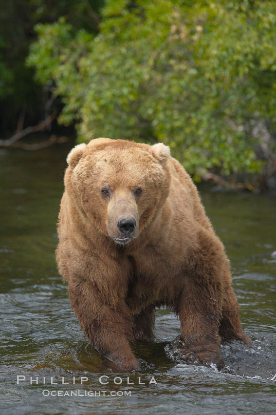 A large, old brown bear (grizzly bear) wades across Brooks River. Coastal and near-coastal brown bears in Alaska can live to 25 years of age, weigh up to 1400 lbs and stand over 9 feet tall. Katmai National Park, USA, Ursus arctos, natural history stock photograph, photo id 17195