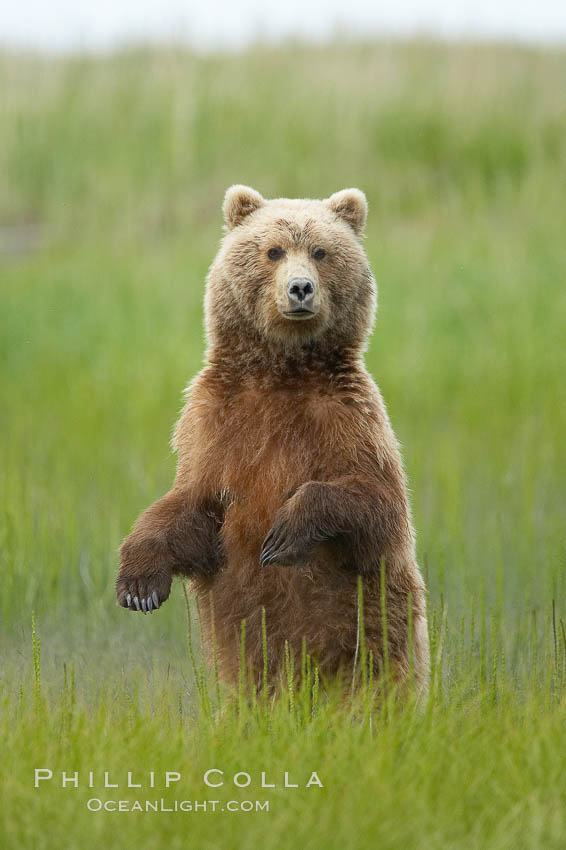 A brown bear mother (sow) stands in tall sedge grass to look for other approaching bears that may be a threat to her cubs, Ursus arctos, Lake Clark National Park, Alaska