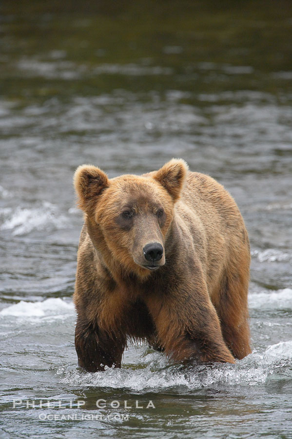 Brown bear (grizzly bear)., Ursus arctos, natural history stock photograph, photo id 17177