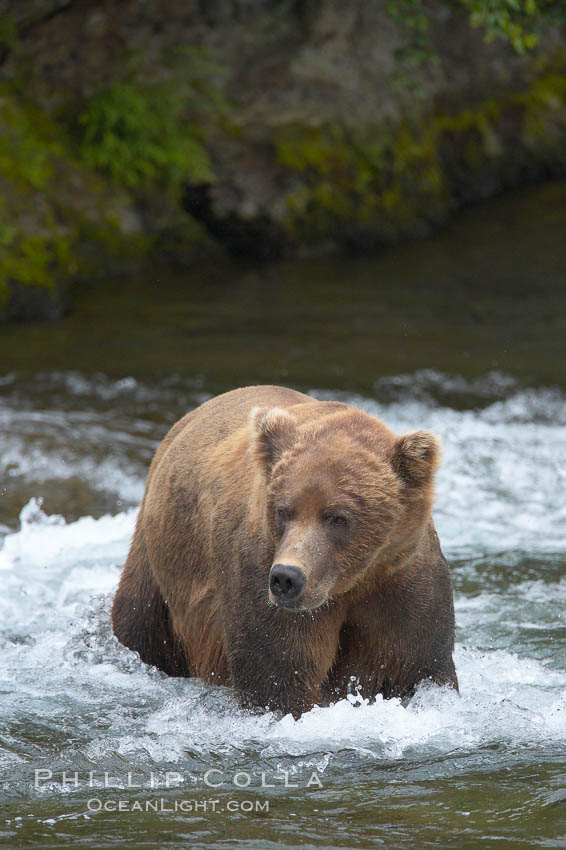 Brown bear (grizzly bear). Brooks River, Katmai National Park, Alaska, USA, Ursus arctos, natural history stock photograph, photo id 17189