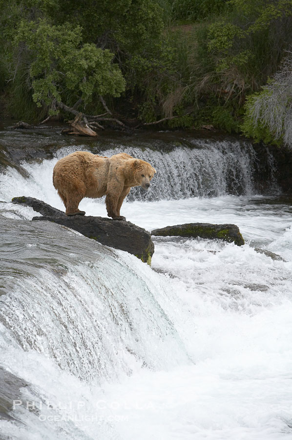 Brown bear (grizzly bear)., Ursus arctos, natural history stock photograph, photo id 17333
