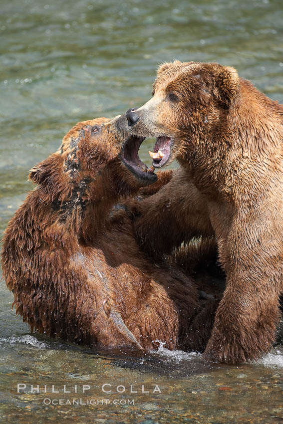 Two mature brown bears fight to establish hierarchy and fishing rights. Brooks River, Katmai National Park, Alaska, USA, Ursus arctos, natural history stock photograph, photo id 17034