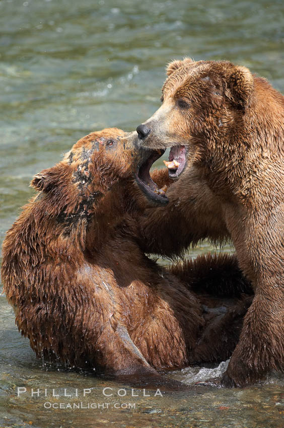Two mature brown bears fight to establish hierarchy and fishing rights. Brooks River, Katmai National Park, Alaska, USA, Ursus arctos, natural history stock photograph, photo id 17114