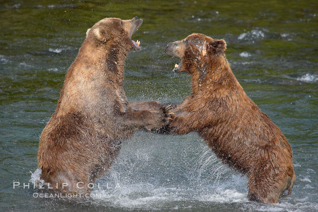 Two mature brown bears fight to establish hierarchy and fishing rights. Brooks River, Katmai National Park, Alaska, USA, Ursus arctos, natural history stock photograph, photo id 17036