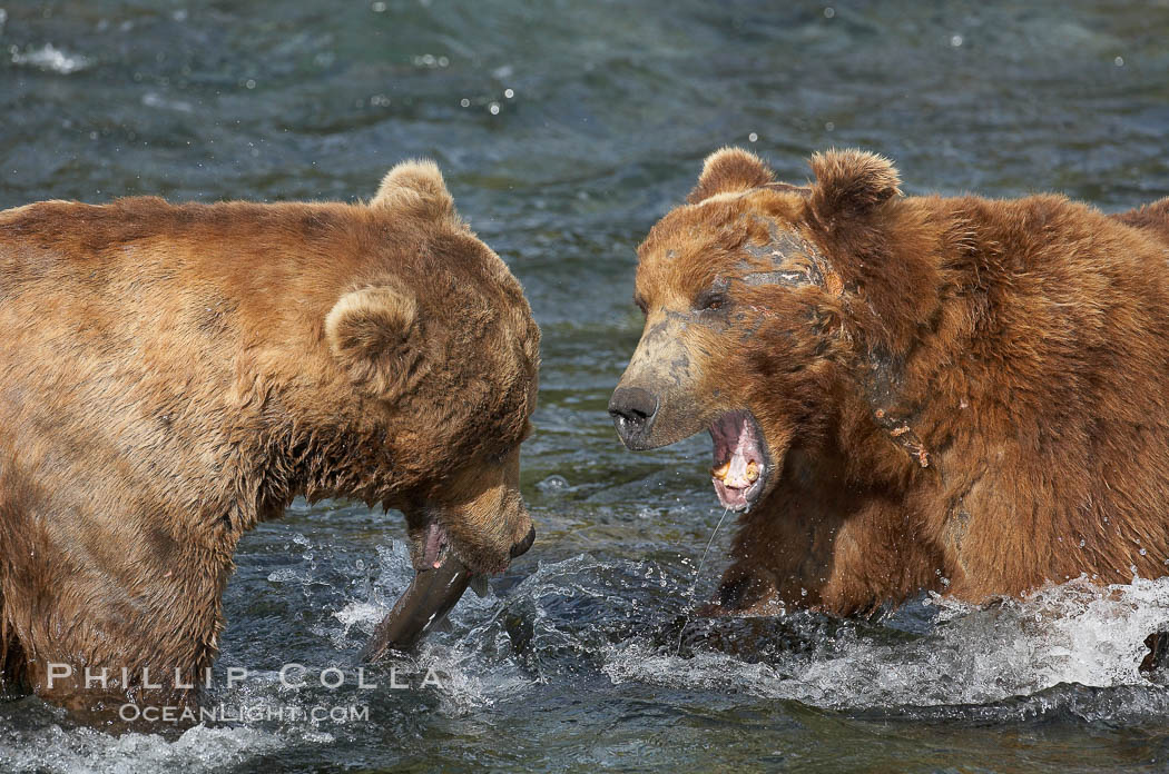 Two mature brown bears fight to establish hierarchy and fishing rights, Ursus arctos, Brooks River, Katmai National Park, Alaska