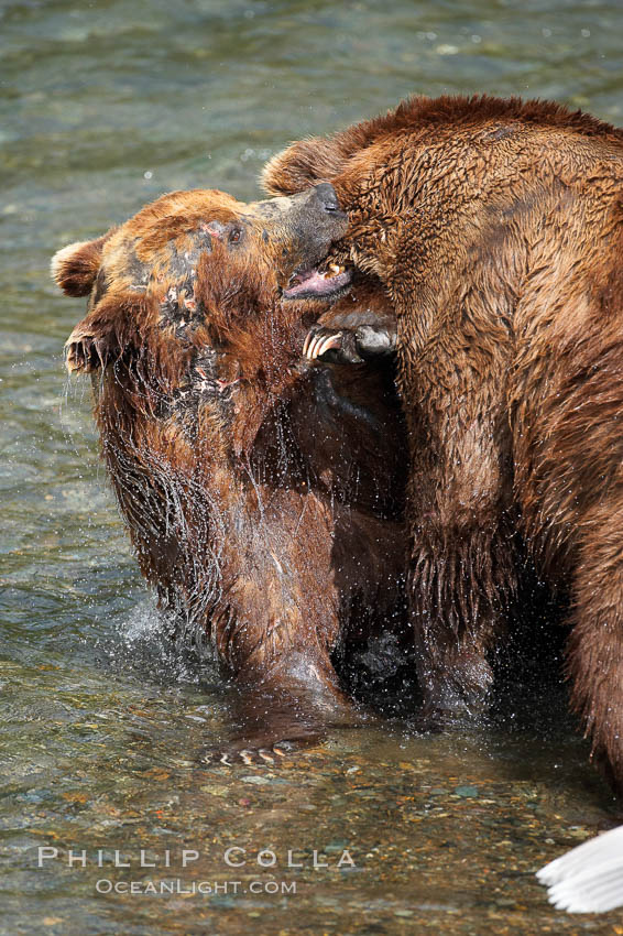 Two mature brown bears fight to establish hierarchy and fishing rights. Brooks River, Katmai National Park, Alaska, USA, Ursus arctos, natural history stock photograph, photo id 17232