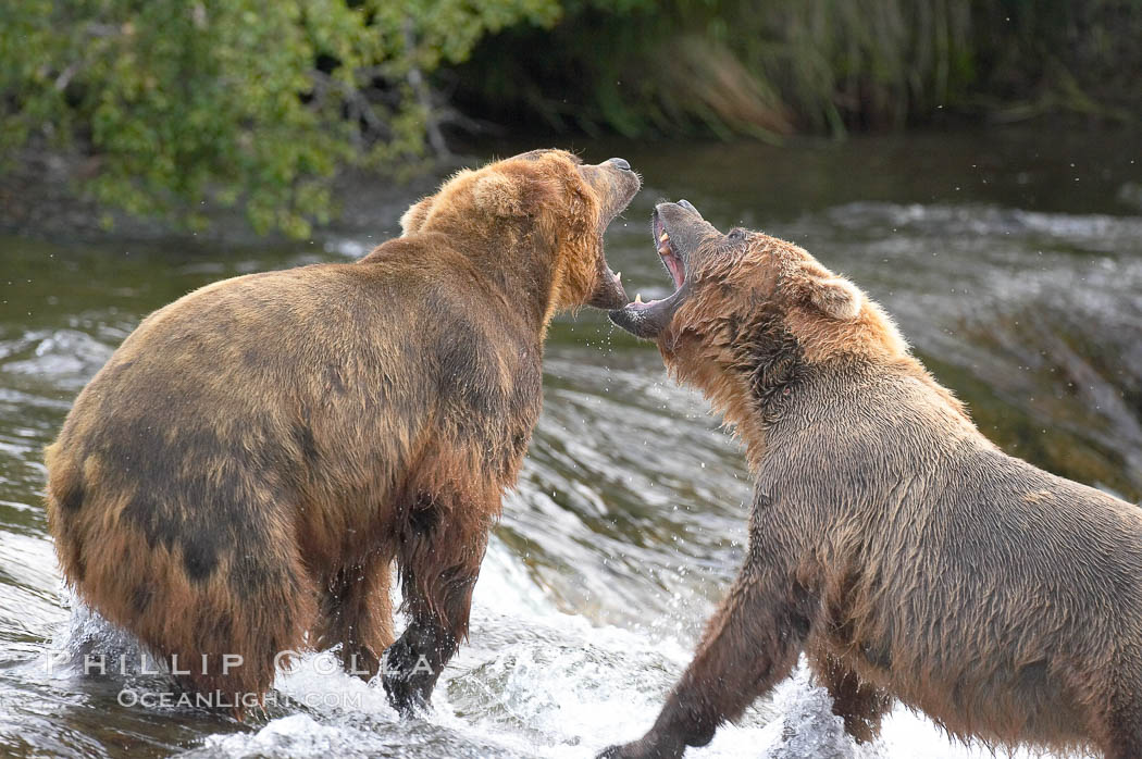 Two mature brown bears fight to establish hierarchy and fishing rights. Brooks River, Katmai National Park, Alaska, USA, Ursus arctos, natural history stock photograph, photo id 17231