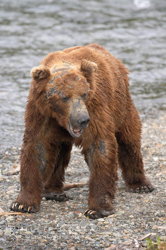Brown bear bearing scars and wounds about its head from past fighting with other bears to establish territory and fishing rights. Brooks River. Katmai National Park, Alaska, USA, Ursus arctos, natural history stock photograph, photo id 17335