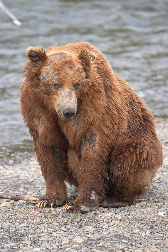 Brown bear bearing scars and wounds about its head from past fighting with other bears to establish territory and fishing rights. Brooks River. Katmai National Park, Alaska, USA, Ursus arctos, natural history stock photograph, photo id 17343