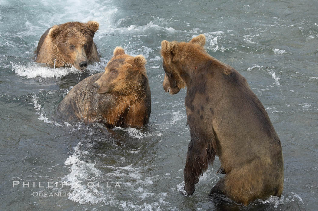 Brown bears fight to establish hierarchy and fishing rights. Brooks River, Katmai National Park, Alaska, USA, Ursus arctos, natural history stock photograph, photo id 17305